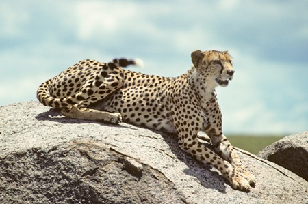 african safari tours from dubai