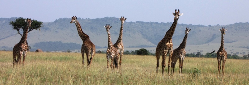 african safari tours from dubai